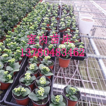 <a href='/' target='_blank'><a href='http://formotiv.cn/miaochuangsheshi/203.html'target='_blank'>花架網(wǎng)</a></a>