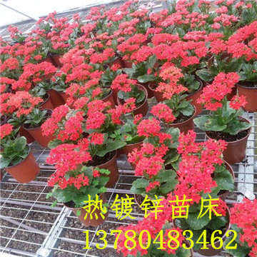 <a href='/' target='_blank'><a href='http://formotiv.cn/miaochuangsheshi/203.html'target='_blank'>花架網(wǎng)</a></a>