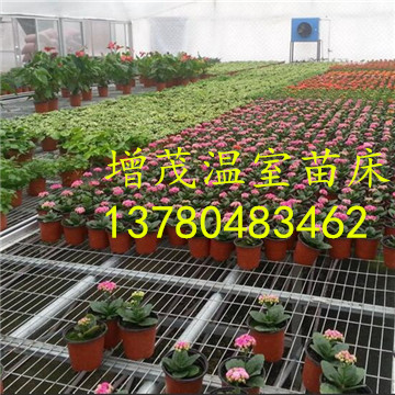 溫室<a href='/' target='_blank'><a href='http://formotiv.cn/miaochuangsheshi/203.html'target='_blank'>花架網(wǎng)</a></a>廠家